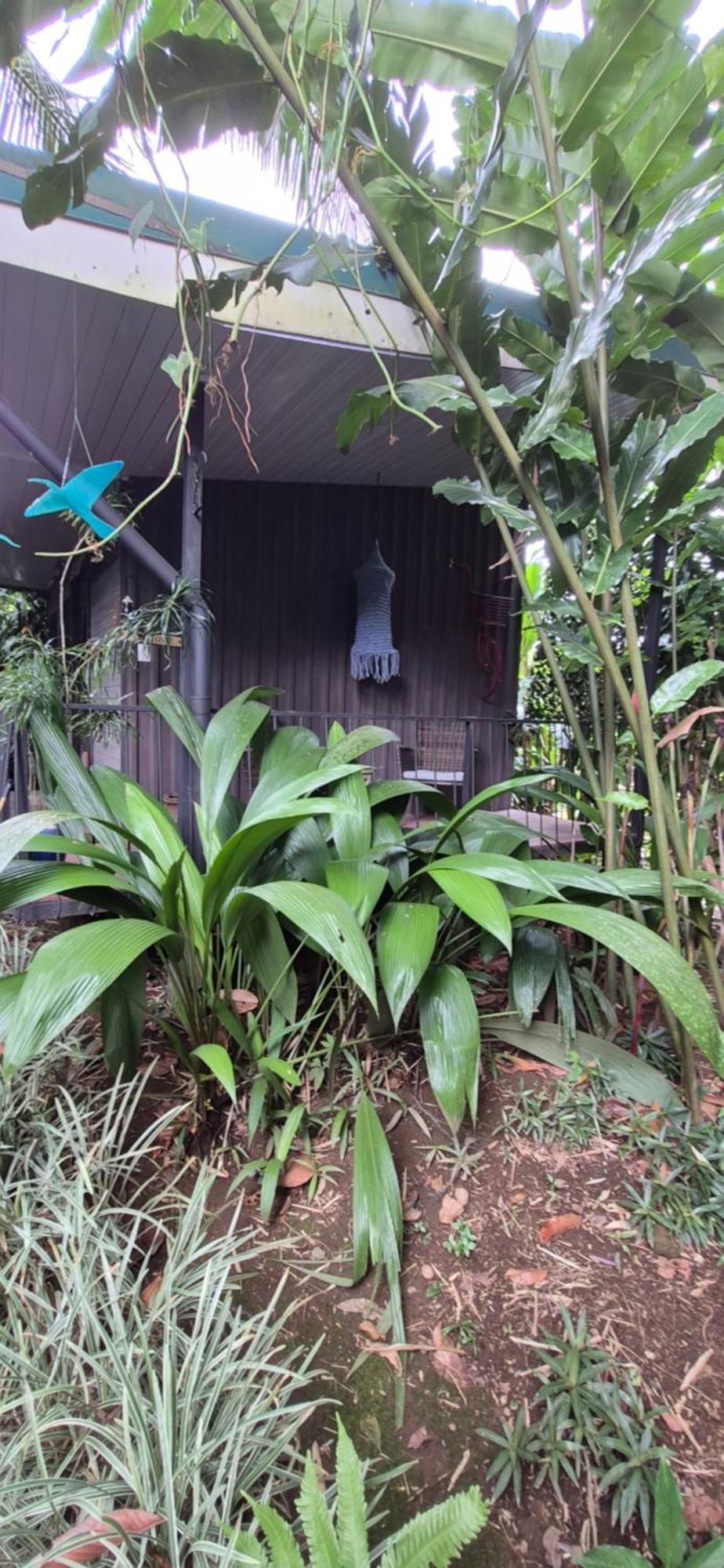 Salamandra Costa Rica Jimenez エクステリア 写真